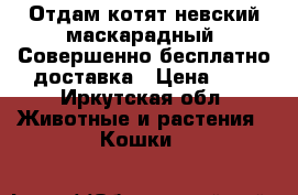 Отдам котят.невский маскарадный. Совершенно бесплатно.доставка › Цена ­ 1 - Иркутская обл. Животные и растения » Кошки   